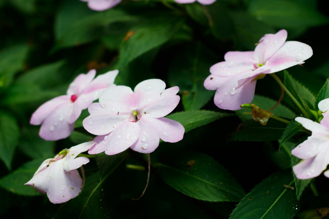 10 Reasons to Start a Garden in 2020